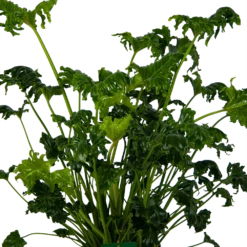 Philodendron Atlantis - P21 H75 - Kamerplant 7 Philodendron Atlantis - P21 H75 - Kamerplant -Goedkope Groen Tuin Geluk Winkel philodendron atlantis p21 h75 kamerplant 3