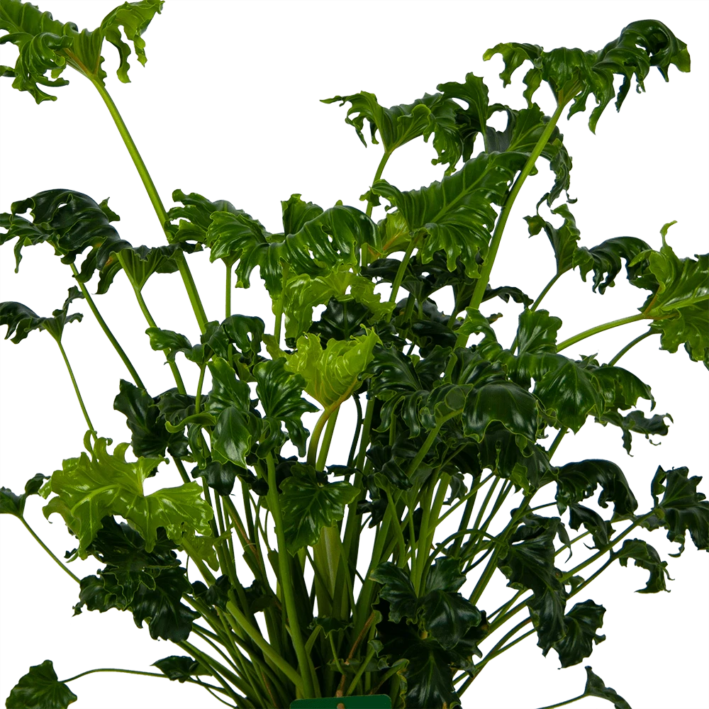 Philodendron Atlantis - P21 H75 - Kamerplant 4 Philodendron Atlantis - P21 H75 - Kamerplant - Afbeelding 2