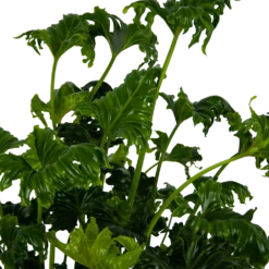 Philodendron Atlantis - P21 H75 - Kamerplant 8 Philodendron Atlantis - P21 H75 - Kamerplant -Goedkope Groen Tuin Geluk Winkel philodendron atlantis p21 h75 kamerplant 4