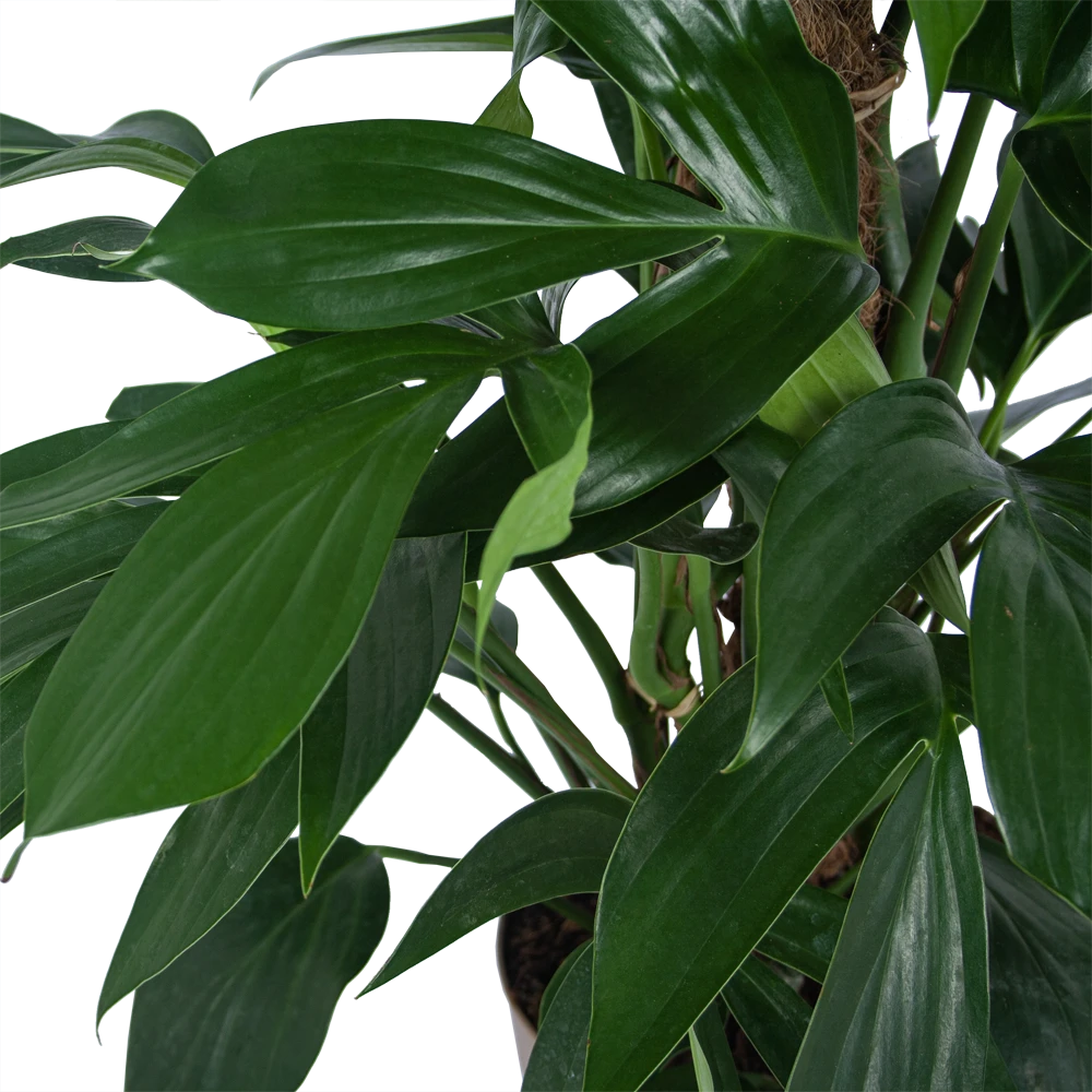 Philodendron Florida Beauty Op Mosstok - P24 H80 - Kamerplant 4 Philodendron Florida Beauty Op Mosstok - P24 H80 - Kamerplant - Afbeelding 2