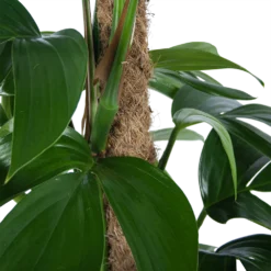 Philodendron Florida Beauty Op Mosstok - P24 H80 - Kamerplant 8 Philodendron Florida Beauty Op Mosstok - P24 H80 - Kamerplant -Goedkope Groen Tuin Geluk Winkel philodendron florida beauty op mosstok p24 h80 6 1