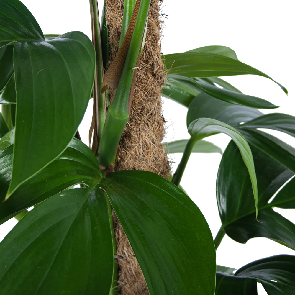 Philodendron Florida Beauty Op Mosstok - P24 H80 - Kamerplant 5 Philodendron Florida Beauty Op Mosstok - P24 H80 - Kamerplant - Afbeelding 3