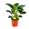 Philodendron Green Princess - P17 H50 - Kamerplant -Goedkope Groen Tuin Geluk Winkel philodendron green princess p17 h50 1 1