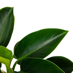 Philodendron Green Princess - P17 H50 - Kamerplant -Goedkope Groen Tuin Geluk Winkel philodendron green princess p17 h50 6 1