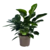Philodendron Green Princess - P21 H70 - Kamerplant -Goedkope Groen Tuin Geluk Winkel philodendron green princess p21 h70 1 1