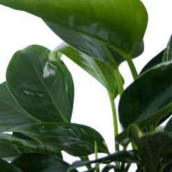 Philodendron Green Princess - P21 H70 - Kamerplant -Goedkope Groen Tuin Geluk Winkel philodendron green princess p21 h70 6