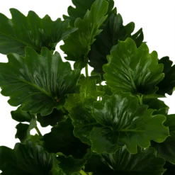 Philodendron Grizzly - P21 H55 - Kamerplant -Goedkope Groen Tuin Geluk Winkel philodendron grizzly p21 h55 6