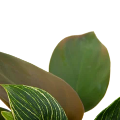 Philodendron White Wave - P13 H30 - Kamerplant -Goedkope Groen Tuin Geluk Winkel philodendron white wave p13 h30 6