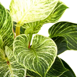 Philodendron White Wave - P17 H40 - Kamerplant 8 Philodendron White Wave - P17 H40 - Kamerplant -Goedkope Groen Tuin Geluk Winkel philodendron white wave p17 h40 6 1