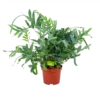 Phlebodium Areum Blue Star - Blauwvaren - P19 H60 - Kamerplant 1 Phlebodium Areum Blue Star - Blauwvaren - P19 H60 - Kamerplant -Goedkope Groen Tuin Geluk Winkel phlebodium areum blue star blauwvaren p19 h60 4 1
