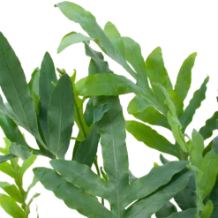 Phlebodium Areum Blue Star - Blauwvaren - P19 H60 - Kamerplant 6 Phlebodium Areum Blue Star - Blauwvaren - P19 H60 - Kamerplant -Goedkope Groen Tuin Geluk Winkel phlebodium areum blue star blauwvaren p19 h60 5 1