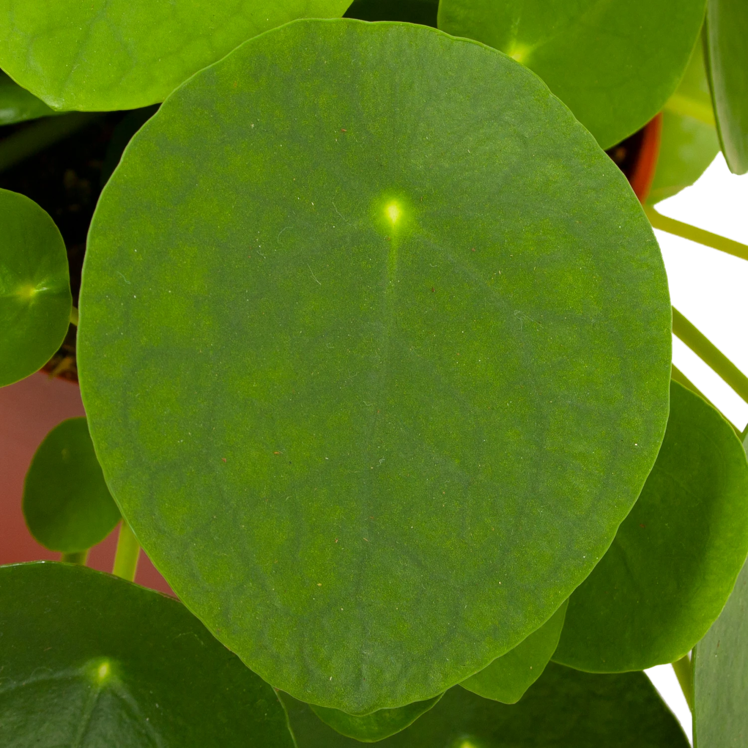 Pilea Peperomioides - Pannenkoekenplant - P15 H25 - Kamerplant 4 Pilea Peperomioides - Pannenkoekenplant - P15 H25 - Kamerplant - Afbeelding 2