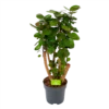 Polyscias Fabian - Aralia - P24 H100 - Kamerplant -Goedkope Groen Tuin Geluk Winkel polyscias fabian aralia p24 h100 1 1