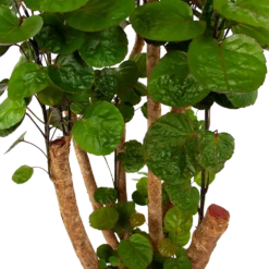 Polyscias Fabian - Aralia - P24 H100 - Kamerplant -Goedkope Groen Tuin Geluk Winkel polyscias fabian aralia p24 h100 6 1