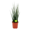 Sansevieria Fernwoord Mikado - Vrouwentong - P19 H75 - Kamerplant -Goedkope Groen Tuin Geluk Winkel sansevieria fernwoord mikado vrouwentong p19 h75 1 2