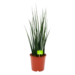 Sansevieria Fernwoord Mikado - Vrouwentong - P19 H75 - Kamerplant