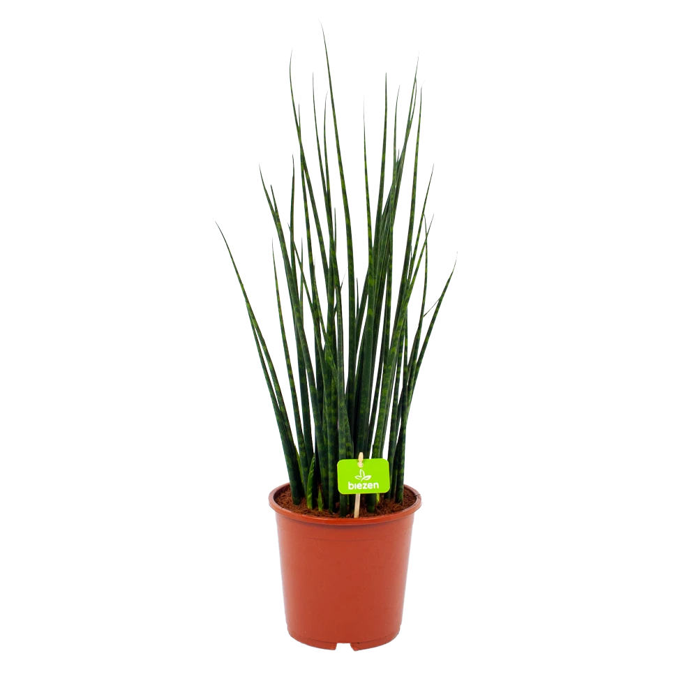 Sansevieria Fernwoord Mikado - Vrouwentong - P19 H75 - Kamerplant 3 Sansevieria Fernwoord Mikado - Vrouwentong - P19 H75 - Kamerplant