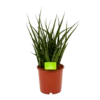 Sansevieria Fernwoord Punk - Vrouwentong - P14 H45 - Kamerplant -Goedkope Groen Tuin Geluk Winkel sansevieria fernwoord punk vrouwentong p14 h45 1 2