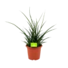 Sansevieria Fernwoord Punk - Vrouwentong - P25 H60 - Kamerplant 1 Sansevieria Fernwoord Punk - Vrouwentong - P25 H60 - Kamerplant -Goedkope Groen Tuin Geluk Winkel sansevieria fernwoord punk vrouwentong p25 h60 1 2