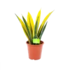 Sansevieria Gold Flame - Vrouwentong - P17 H50 - Kamerplant -Goedkope Groen Tuin Geluk Winkel sansevieria gold flame vrouwentong p17 h50 1