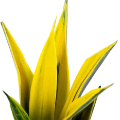 Sansevieria Gold Flame - Vrouwentong - P17 H50 - Kamerplant -Goedkope Groen Tuin Geluk Winkel sansevieria gold flame vrouwentong p17 h50 5