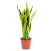 Sansevieria Laurentii - Vrouwentong - P21 H80 - Kamerplant 2 Sansevieria Laurentii - Vrouwentong - P21 H80 - Kamerplant -Goedkope Groen Tuin Geluk Winkel sansevieria laurentii vrouwentong p21 h80 kamerplant 1