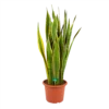 Sansevieria Laurentii - Vrouwentong - P30 H110 - Kamerplant -Goedkope Groen Tuin Geluk Winkel sansevieria laurentii vrouwentong p30 h110 kamerplant 1