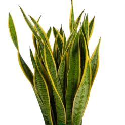 Sansevieria Laurentii - Vrouwentong - P30 H110 - Kamerplant 8 Sansevieria Laurentii - Vrouwentong - P30 H110 - Kamerplant -Goedkope Groen Tuin Geluk Winkel sansevieria laurentii vrouwentong p30 h110 kamerplant 3