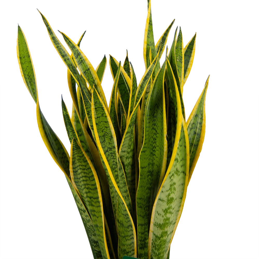 Sansevieria Laurentii - Vrouwentong - P30 H110 - Kamerplant 5 Sansevieria Laurentii - Vrouwentong - P30 H110 - Kamerplant - Afbeelding 3