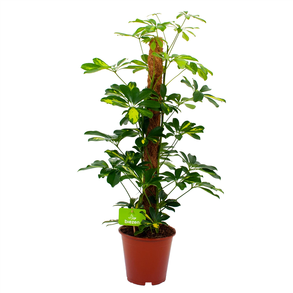 Schefflera Arboricola Gold Capella Mosstok - Vingerboom - P19 H75 - Kamerplant 3 Schefflera Arboricola Gold Capella Mosstok - Vingerboom - P19 H75 - Kamerplant