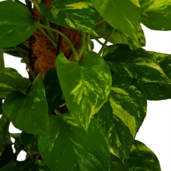 Scindapsus Pinnatum Aureum Op Mosstok - Epipremnum - P27 H150 - Kamerplant -Goedkope Groen Tuin Geluk Winkel scindapsus pinnatum aureum op mosstok epipremnum p27 h150 4