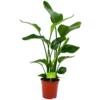 Strelitzia Nicolai - Paradijsvogelpant - P19 H80 - Kamerplant 1 Strelitzia Nicolai - Paradijsvogelpant - P19 H80 - Kamerplant -Goedkope Groen Tuin Geluk Winkel strelitzia nicolai paradijsvogelpant p19 h80 4