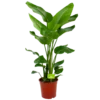 Strelitzia Nicolai - Paradijsvogelpant - P24 H100 - Kamerplant -Goedkope Groen Tuin Geluk Winkel strelitzia nicolai paradijsvogelpant p24 h100 1 3