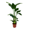 Strelitzia Nicolai - Paradijsvogelpant - P27 H180 - Kamerplant -Goedkope Groen Tuin Geluk Winkel strelitzia nicolai paradijsvogelpant p27 h180 1 1 1