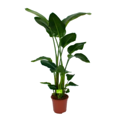 Strelitzia Nicolai - Paradijsvogelpant - P27 H180 - Kamerplant