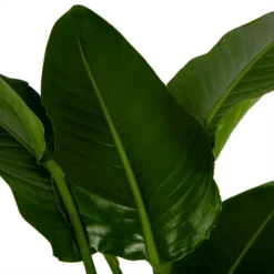 Strelitzia Nicolai - Paradijsvogelpant - P27 H180 - Kamerplant -Goedkope Groen Tuin Geluk Winkel strelitzia nicolai paradijsvogelpant p27 h180 6 2