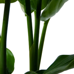Strelitzia Nicolai - Paradijsvogelpant - P30 H130 - Kamerplant -Goedkope Groen Tuin Geluk Winkel strelitzia nicolai paradijsvogelpant p30 h130 5