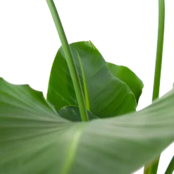 Strelitzia Nicolai - Paradijsvogelpant - P30 H130 - Kamerplant -Goedkope Groen Tuin Geluk Winkel strelitzia nicolai paradijsvogelpant p30 h130 6