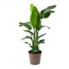 Strelitzia Nicolai - Paradijsvogelpant - P30 H130 - Kamerplant -Goedkope Groen Tuin Geluk Winkel strelitzia nicolai paradijsvogelpant p30 h130 kamerplant
