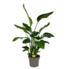 Strelitzia Nicolai - Paradijsvogelpant - P32,5 H165 - Kamerplant 2 Strelitzia Nicolai - Paradijsvogelpant - P32,5 H165 - Kamerplant -Goedkope Groen Tuin Geluk Winkel strelitzia nicolai paradijsvogelpant p32 5 h165 1