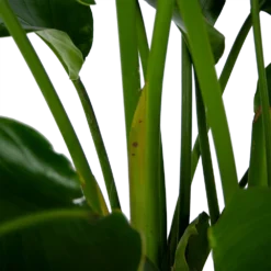 Strelitzia Nicolai - Paradijsvogelpant - P32,5 H165 - Kamerplant -Goedkope Groen Tuin Geluk Winkel strelitzia nicolai paradijsvogelpant p32 5 h165 6