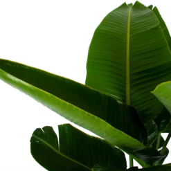 Strelitzia Nicolai - Paradijsvogelpant - P32 H170 - Kamerplant -Goedkope Groen Tuin Geluk Winkel strelitzia nicolai paradijsvogelpant p32 h170 6
