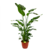 Strelitzia Nicolai - Paradijsvogelpant - P36 H170 - Kamerplant 1 Strelitzia Nicolai - Paradijsvogelpant - P36 H170 - Kamerplant -Goedkope Groen Tuin Geluk Winkel strelitzia nicolai paradijsvogelpant p36 h170 kamerplant 1 1