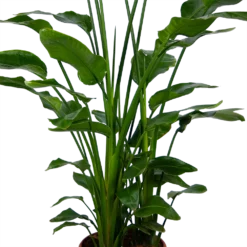 Strelitzia Nicolai - Paradijsvogelpant - P36 H170 - Kamerplant -Goedkope Groen Tuin Geluk Winkel strelitzia nicolai paradijsvogelpant p36 h170 kamerplant 4 1