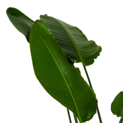 Strelitzia Nicolai - Paradijsvogelpant - P36 H170 - Kamerplant -Goedkope Groen Tuin Geluk Winkel strelitzia nicolai paradijsvogelpant p36 h170 kamerplant 6