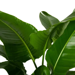 Strelitzia Nicolai - Paradijsvogelpant - P38 H160 - Kamerplant -Goedkope Groen Tuin Geluk Winkel strelitzia nicolai paradijsvogelpant p38 h160 4
