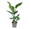 Strelitzia Nicolai - Paradijsvogelplant - P17 H60 - Kamerplant -Goedkope Groen Tuin Geluk Winkel strelitzia nicolai paradijsvogelplant p17 h60 1