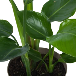 Strelitzia Nicolai - Paradijsvogelplant - P17 H60 - Kamerplant -Goedkope Groen Tuin Geluk Winkel strelitzia nicolai paradijsvogelplant p17 h60 6