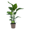 Strelitzia Nicolai - Paradijsvogelplant - P21 H90 - Kamerplant -Goedkope Groen Tuin Geluk Winkel strelitzia nicolai paradijsvogelplant p21 h90 1