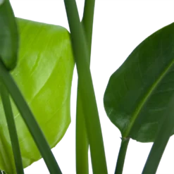 Strelitzia Nicolai - Paradijsvogelplant - P21 H90 - Kamerplant -Goedkope Groen Tuin Geluk Winkel strelitzia nicolai paradijsvogelplant p21 h90 6